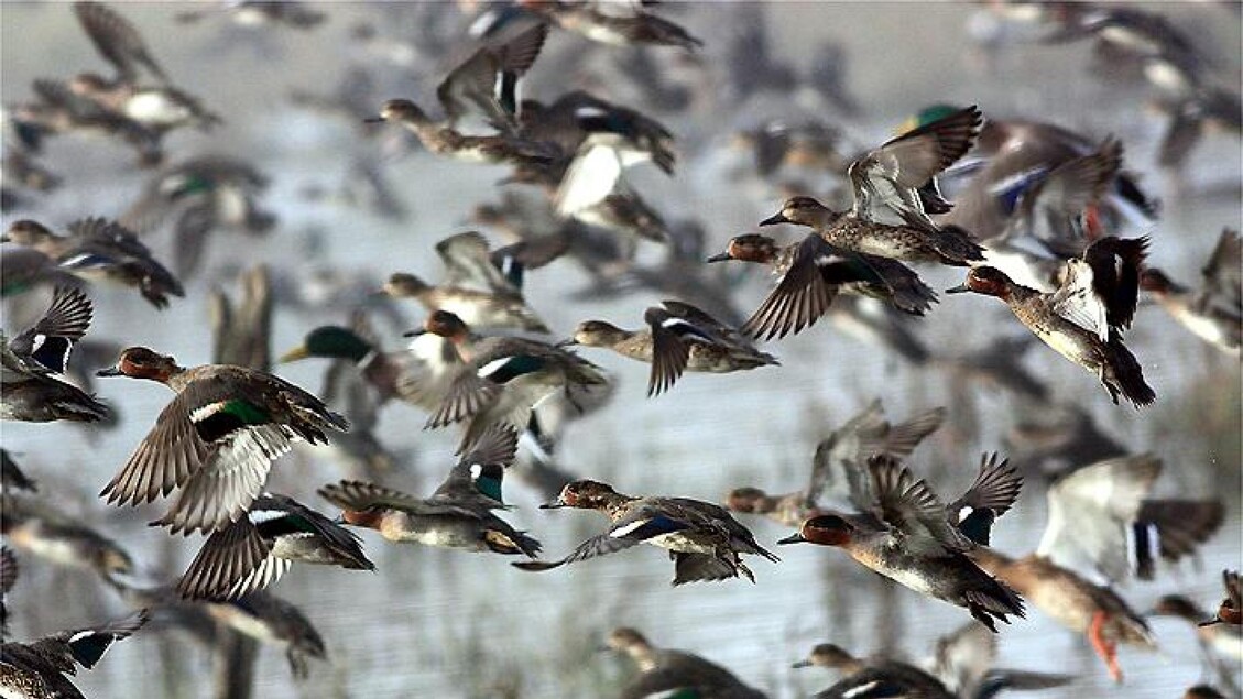 Caso di aviaria in un allevamento, soppressi 1.000 volatili in 12 ore