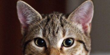 Dall’Agenzia europea del farmaco ok a primo vaccino veterinario a Rna