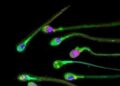 Esperto, ‘il forte caldo può compromettere la qualità degli spermatozoi’