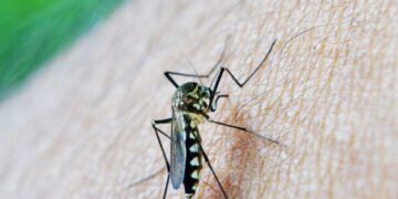 Positiva al virus West Nile cornacchia morta vicino a Firenze