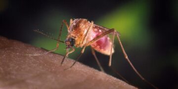 West Nile, anziano di 85 anni muore a Pavia