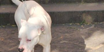 Seduta al tavolino di un bar viene azzannata in testa da un cane sfuggito alla dog sitter